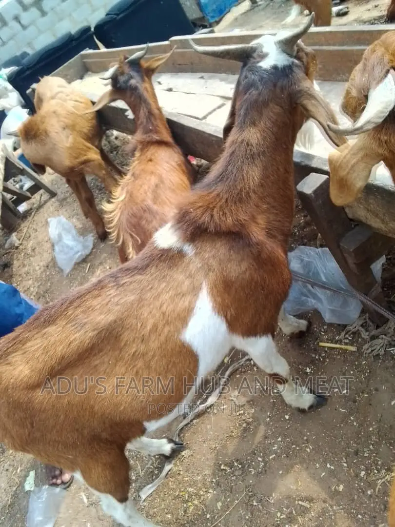 Big Healthy Northern Goat Meath