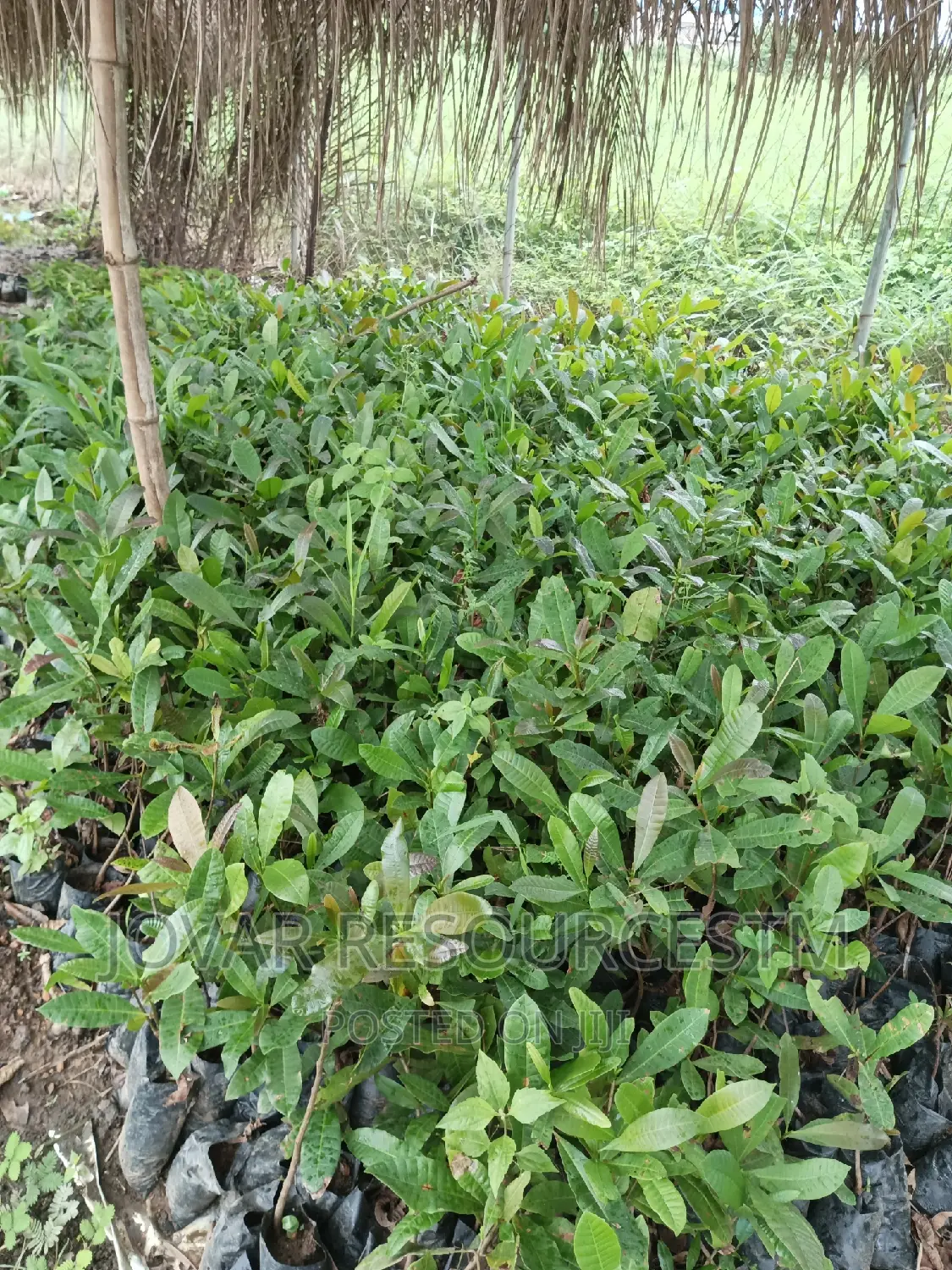 Best Improved Brazilian Jumbo Cashew Seedlings And Seeds
