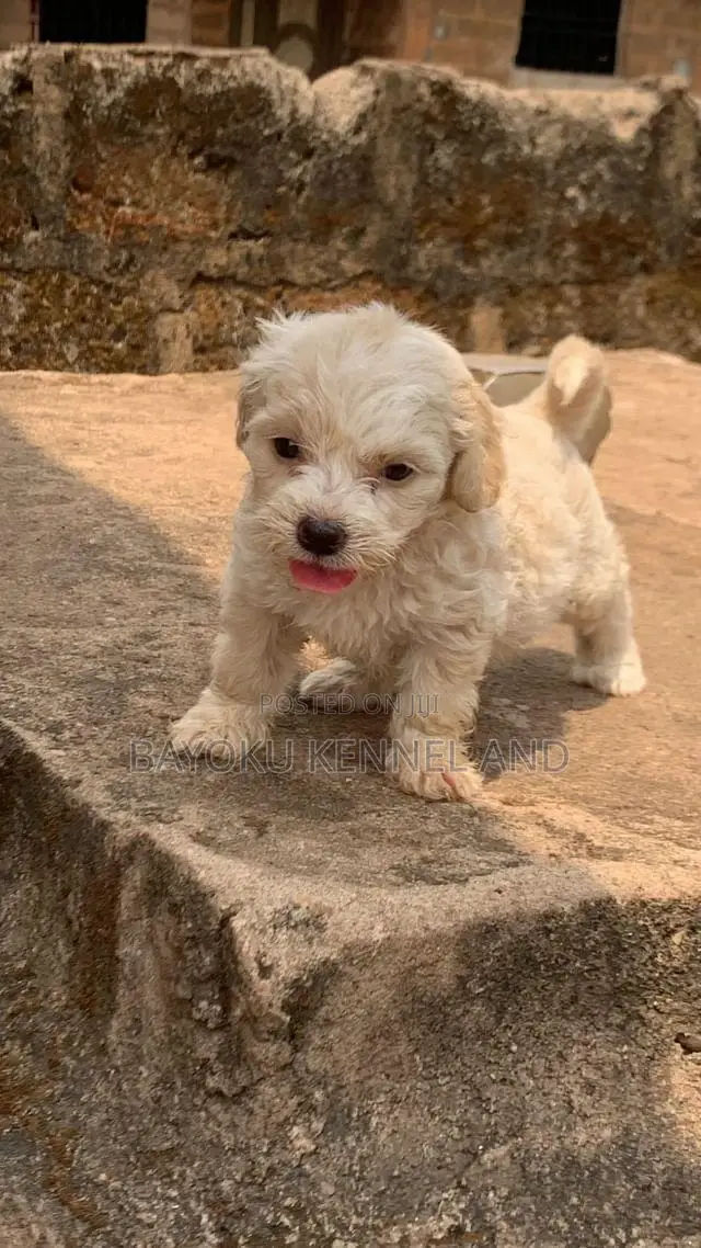 1-3 months Female Purebred Lhasa Apso