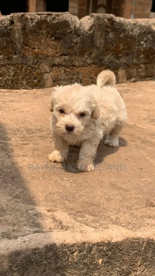 1-3 months Female Purebred Lhasa Apso