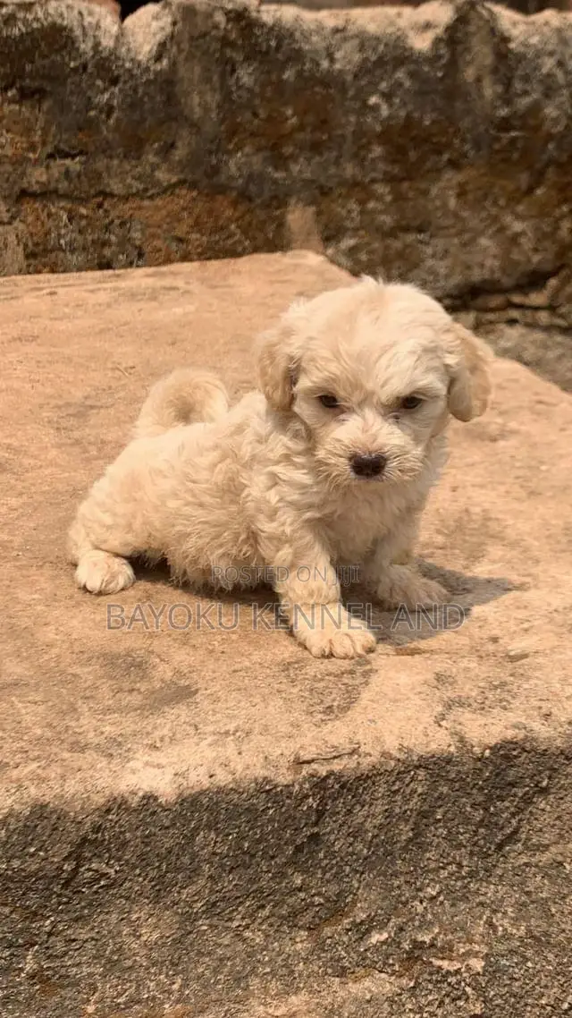 1-3 months Female Purebred Lhasa Apso
