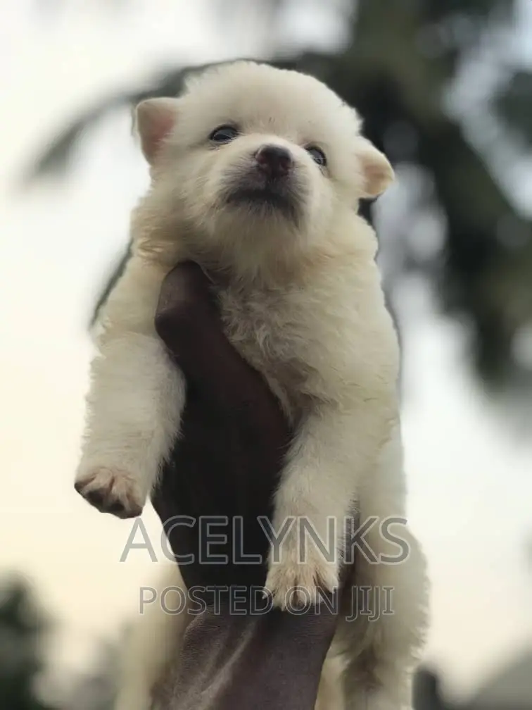 1-3 months Female Purebred American Eskimo