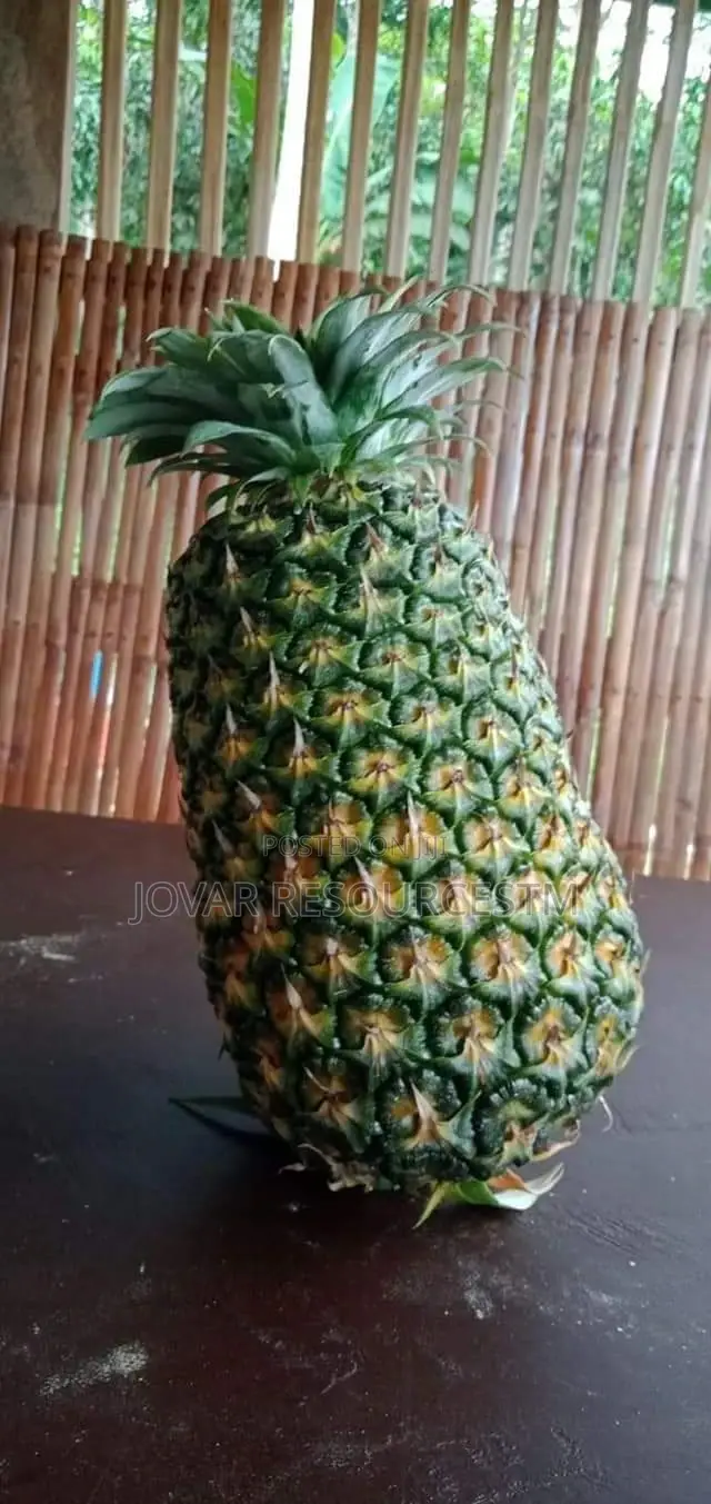 Best and Bigger-Fruits Pineapple Sucker of Higher Yield
