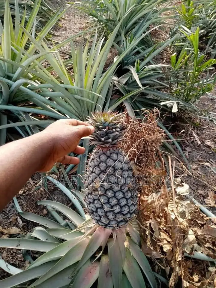 Best and Bigger-Fruits Pineapple Sucker of Higher Yield