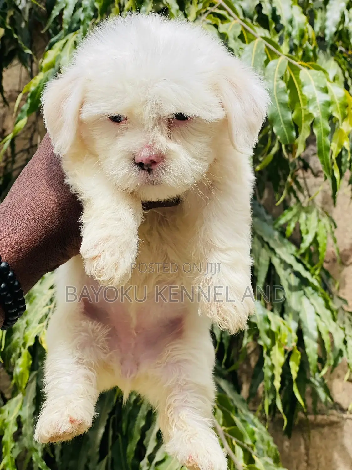 1-3 months Female Purebred Lhasa Apso