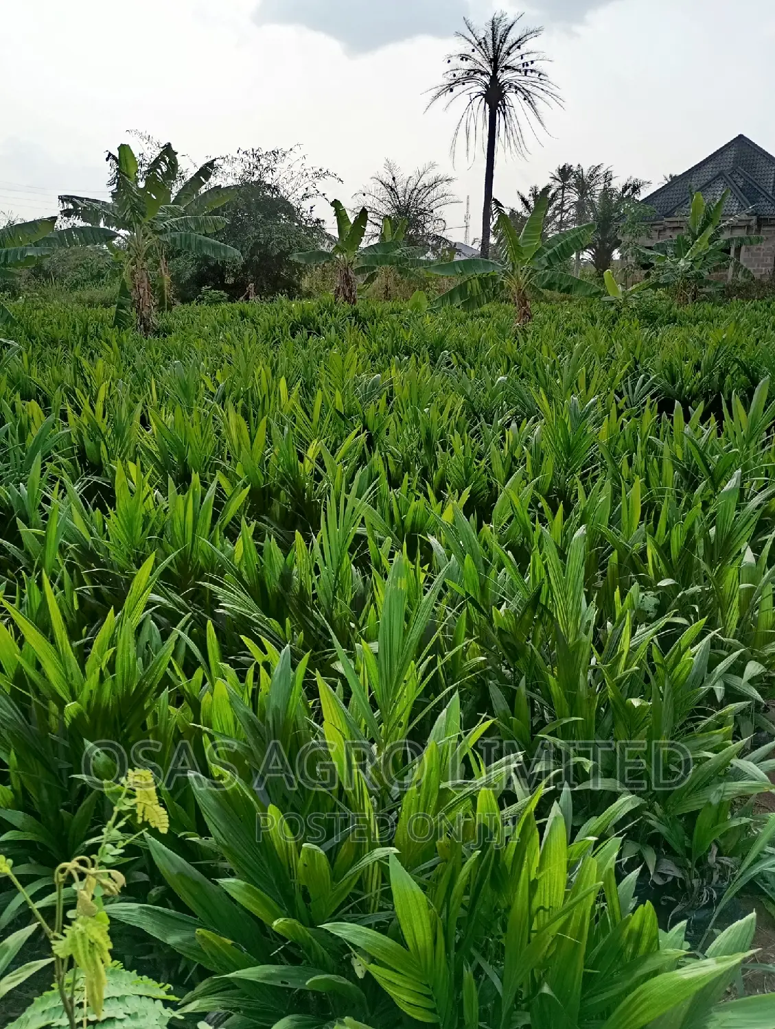 Malaysia Improved Variety Oil Palm Seedlings/Sprouted Nuts