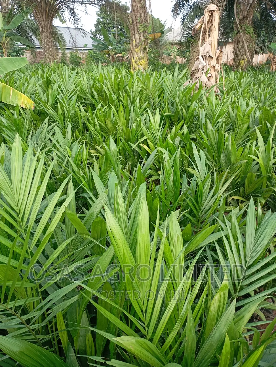 Malaysia Improved Variety Oil Palm Seedlings/Sprouted Nuts