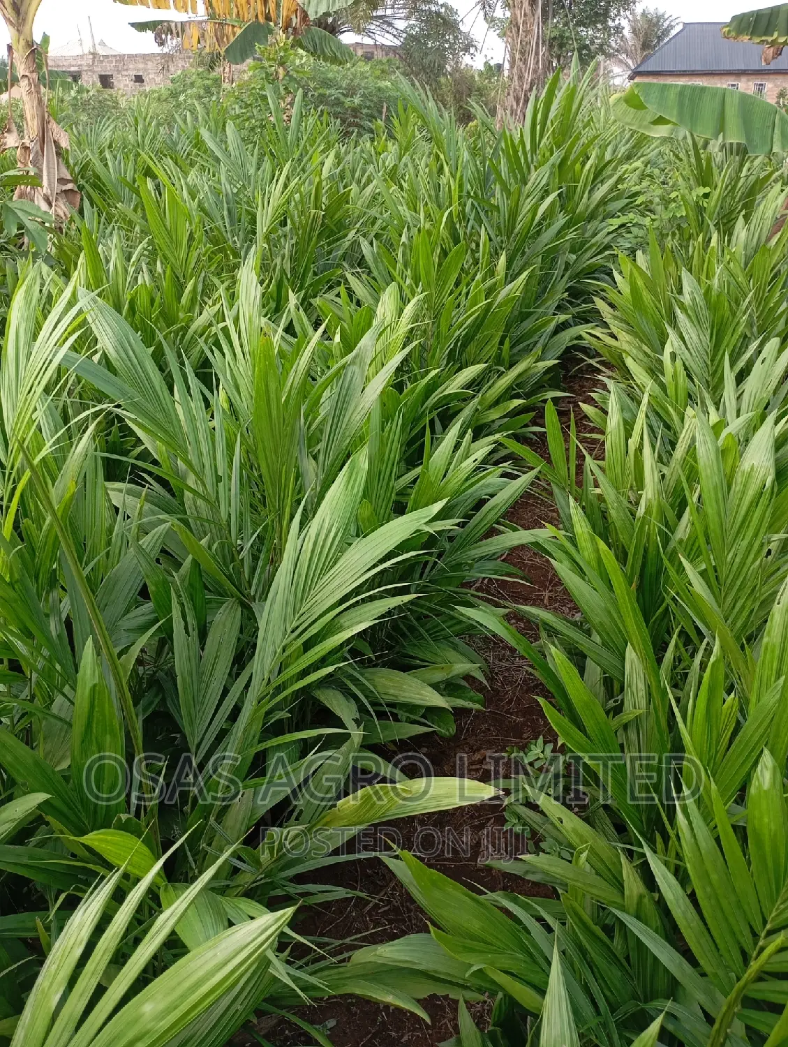 Malaysia Improved Variety Oil Palm Seedlings/Sprouted Nuts
