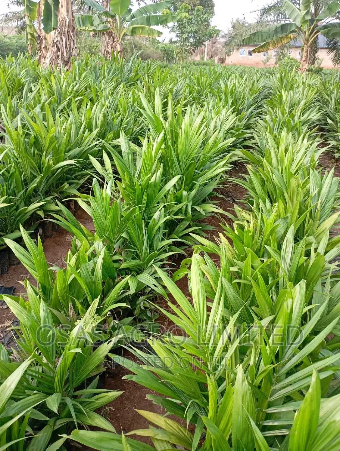 Choice Hybrid Oil Palm Super Gene Nursery/Sprouted Nuts