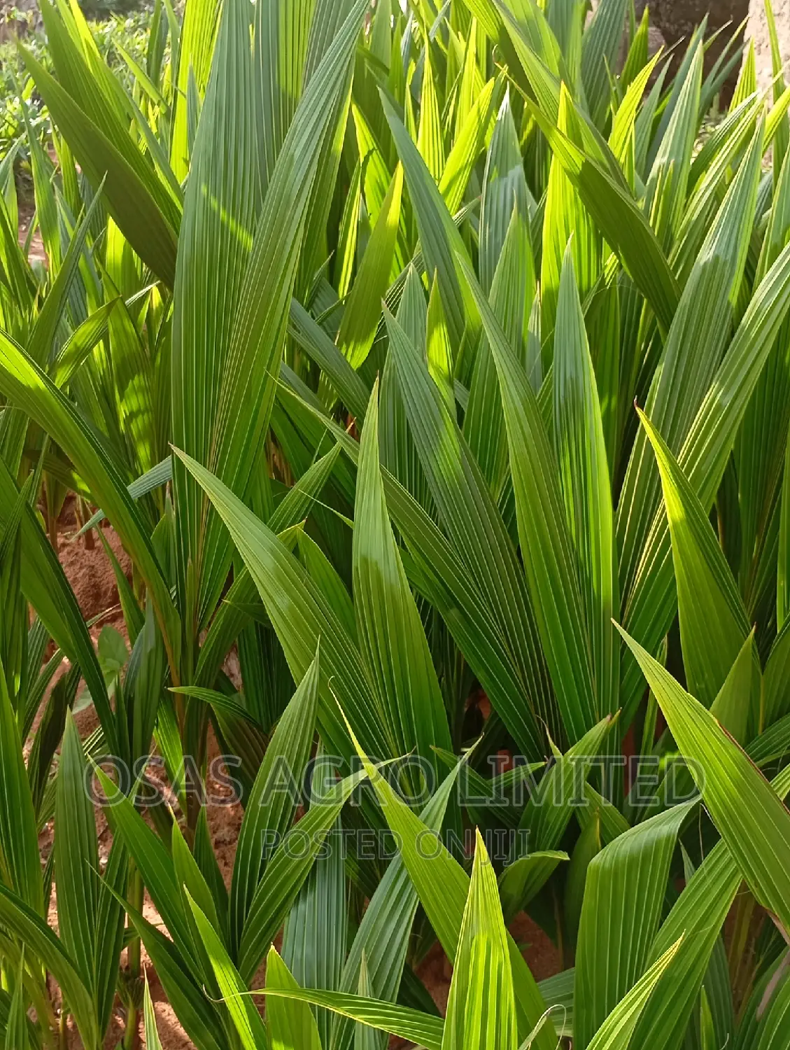 Choice Hybrid Oil Palm Super Gene Nursery/Sprouted Nuts