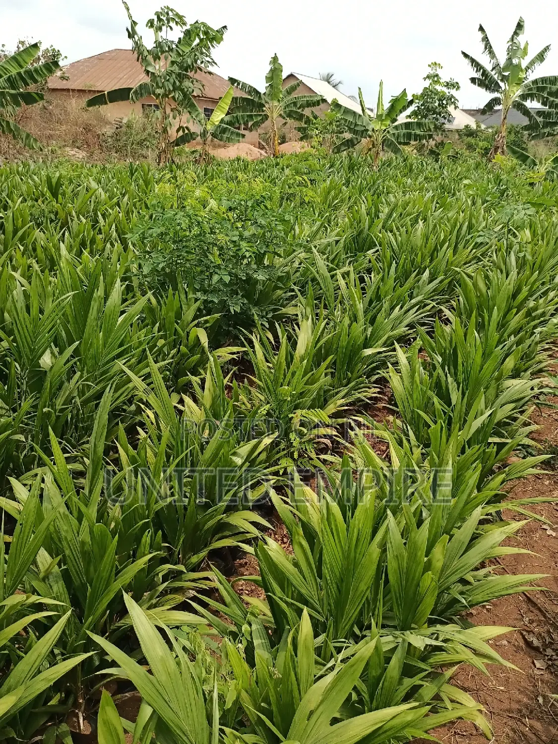 Advance Hybrid Nutrient Tenera Oil Palm Seedlings