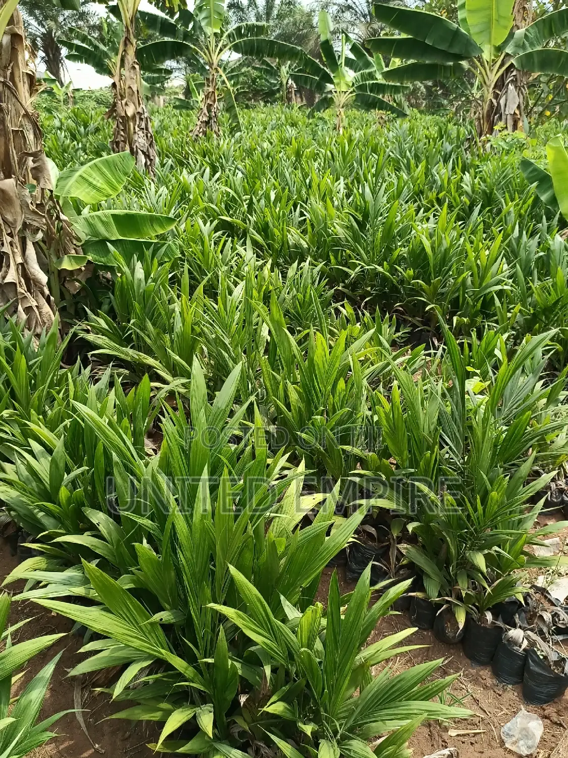 Advance Hybrid Nutrient Tenera Oil Palm Seedlings