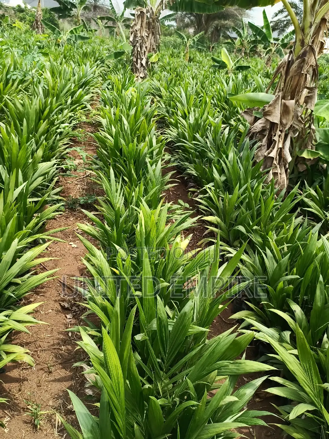 Advance Hybrid Nutrient Tenera Oil Palm Seedlings