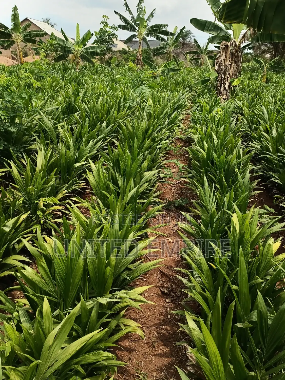 Advance Hybrid Nutrient Tenera Oil Palm Seedlings