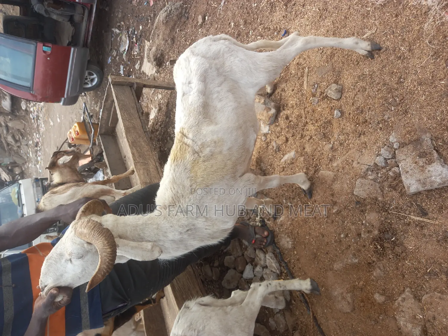 Healthy Male Ram