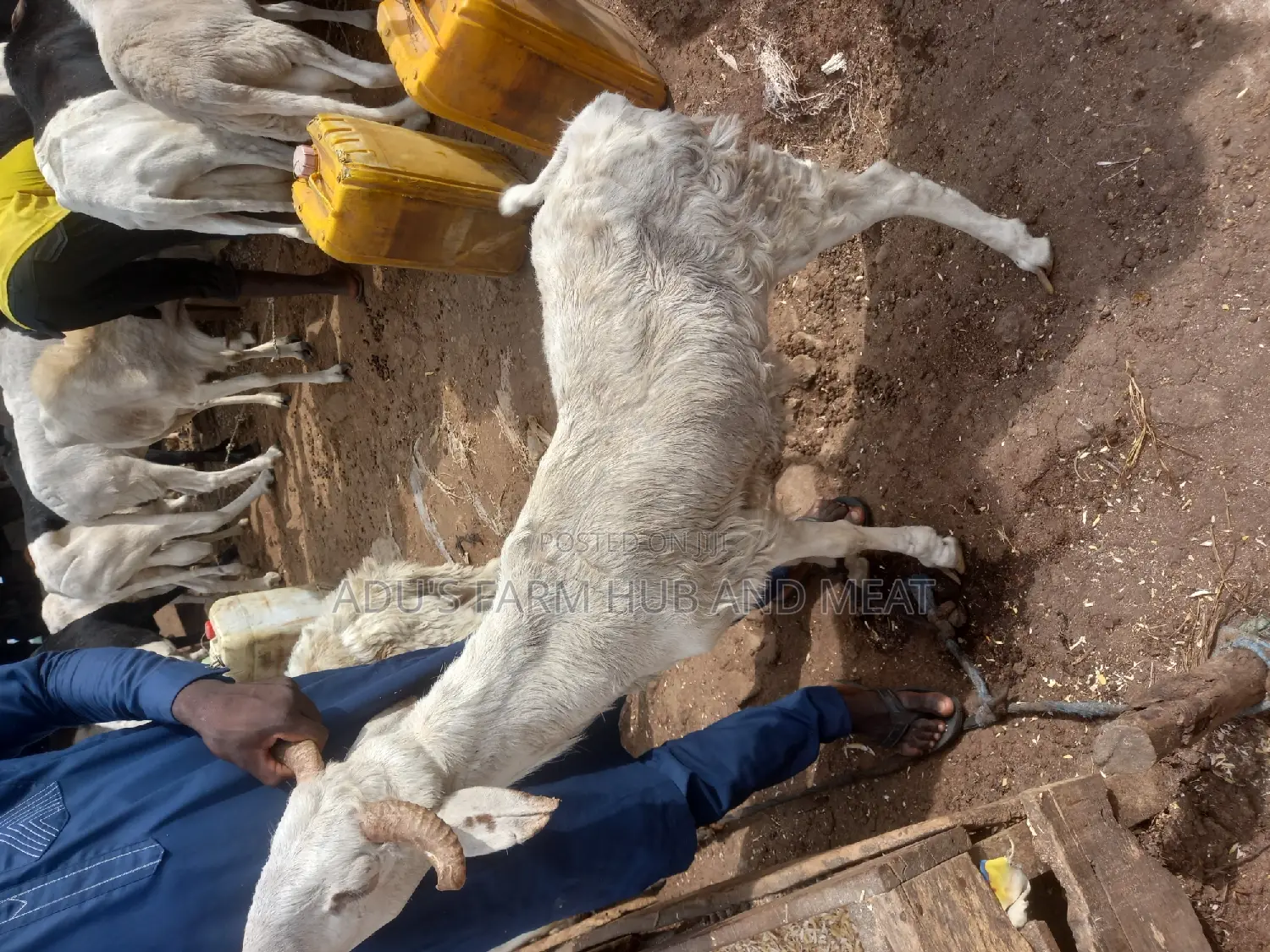 Healthy Male Ram