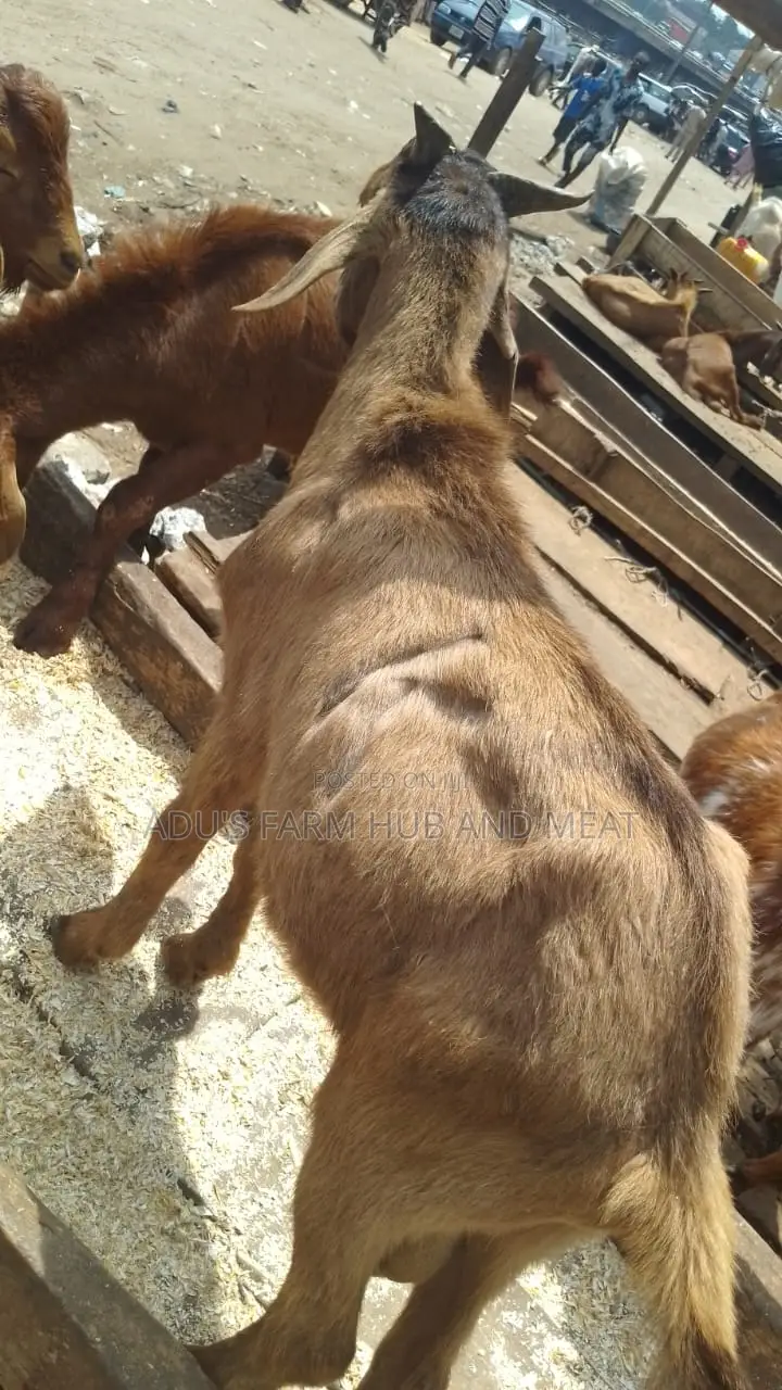 Big Healthy Northern Goats(Ogufe)