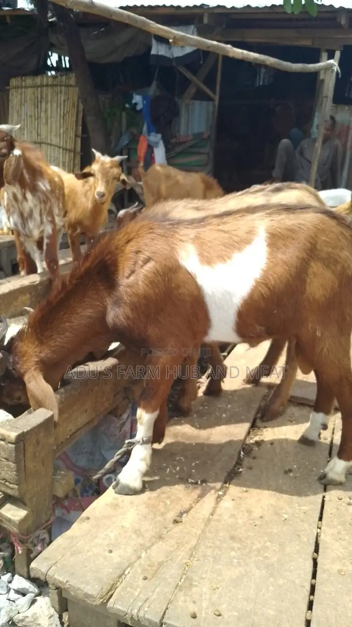 Big Healthy Northern Goats(Ogufe)