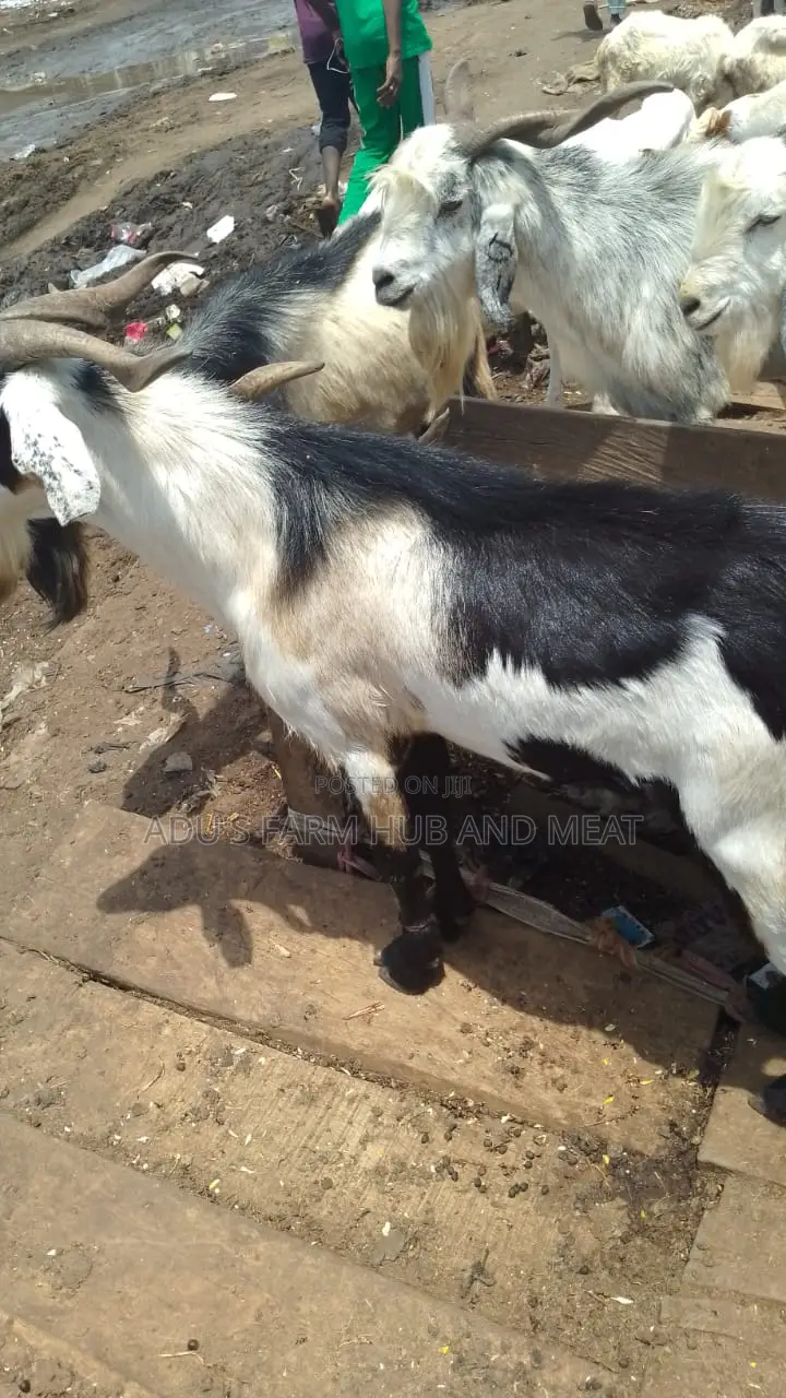 Giant Healthy Northern Goats Meat