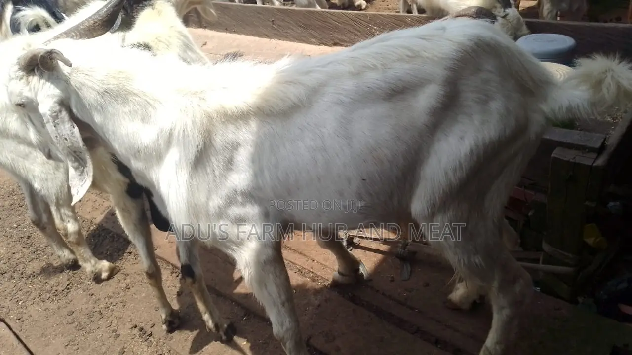 Giant Healthy Northern Goats Meat