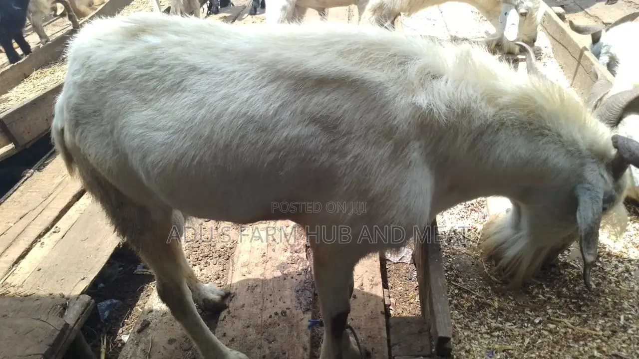 Giant Healthy Northern Goats Meat