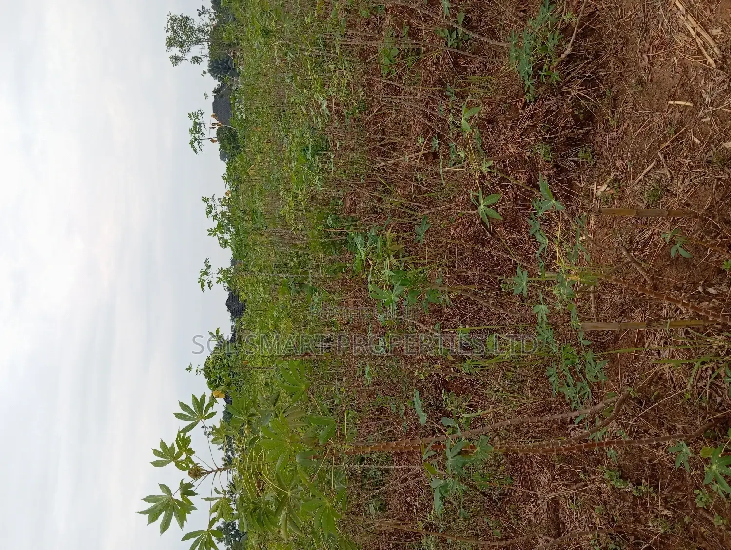 One and Half Plots for Sale at Back of City Land