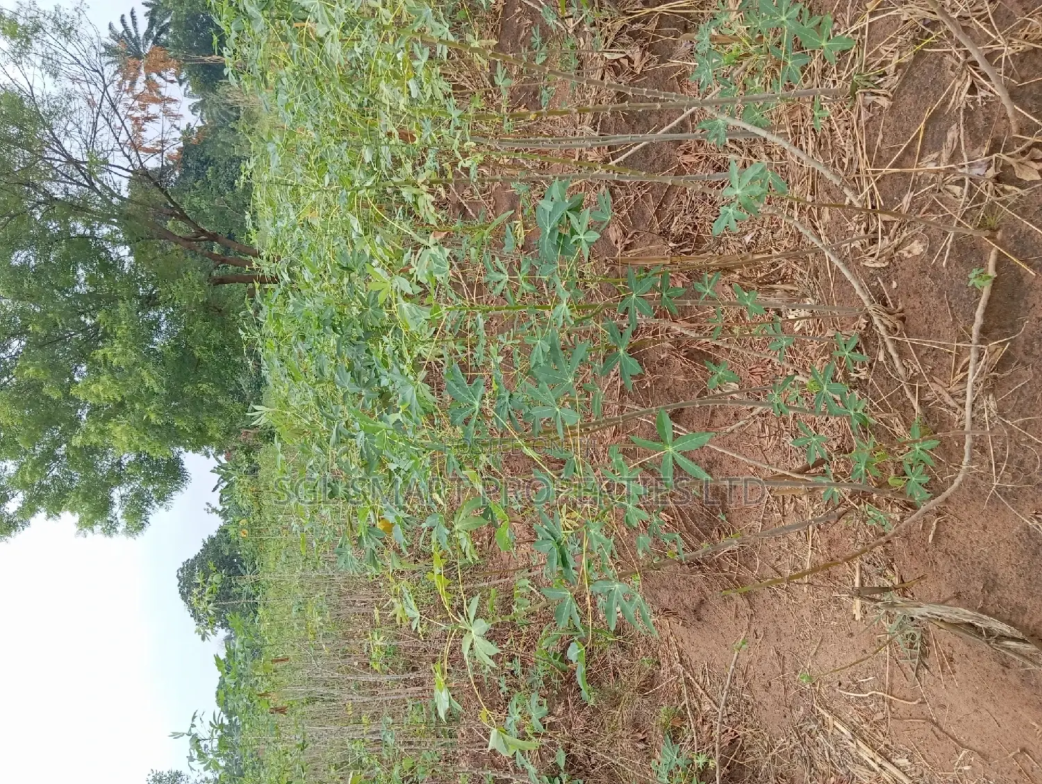 One and Half Plots for Sale at Back of City Land