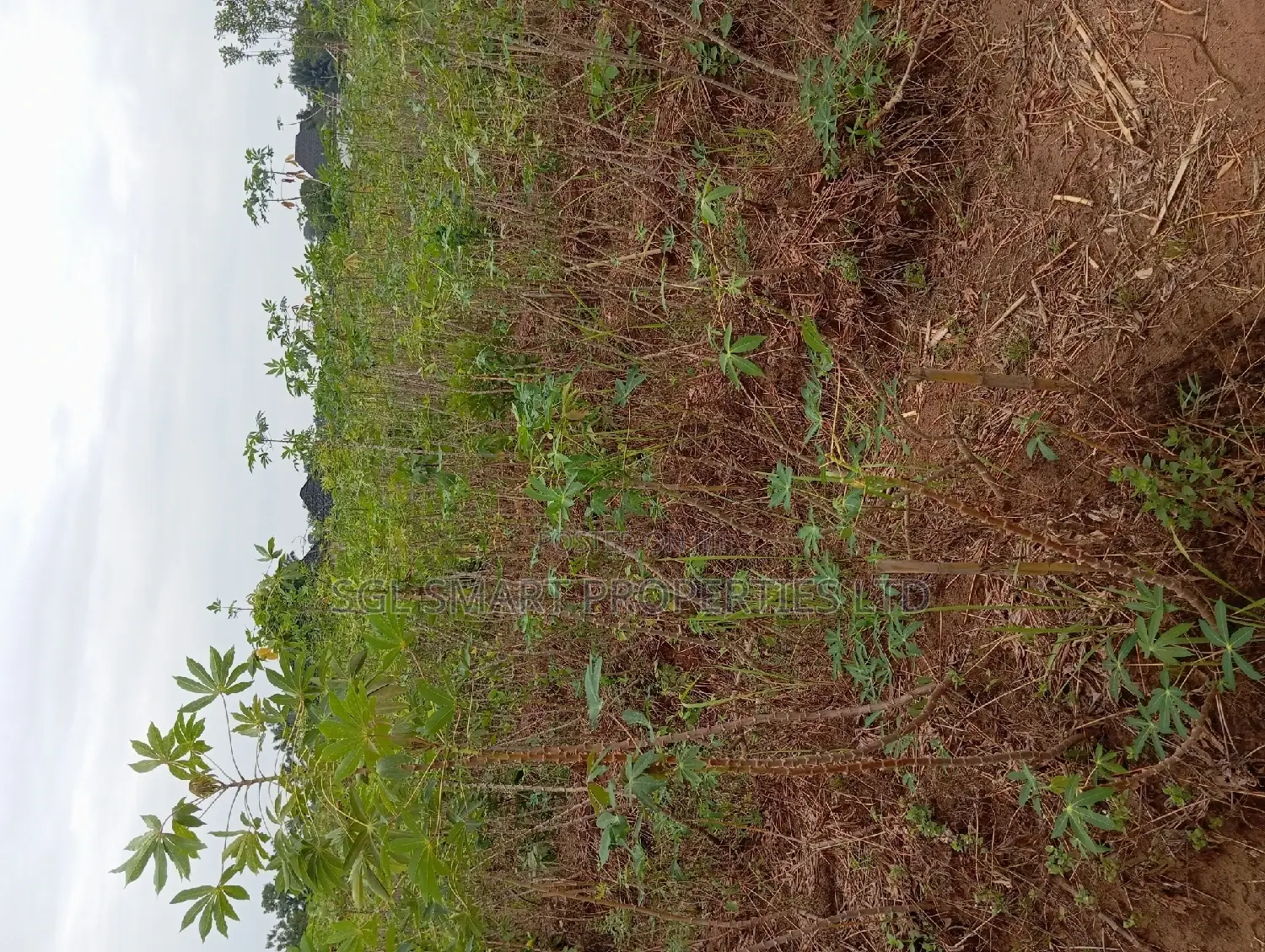 One and Half Plots for Sale at Back of City Land