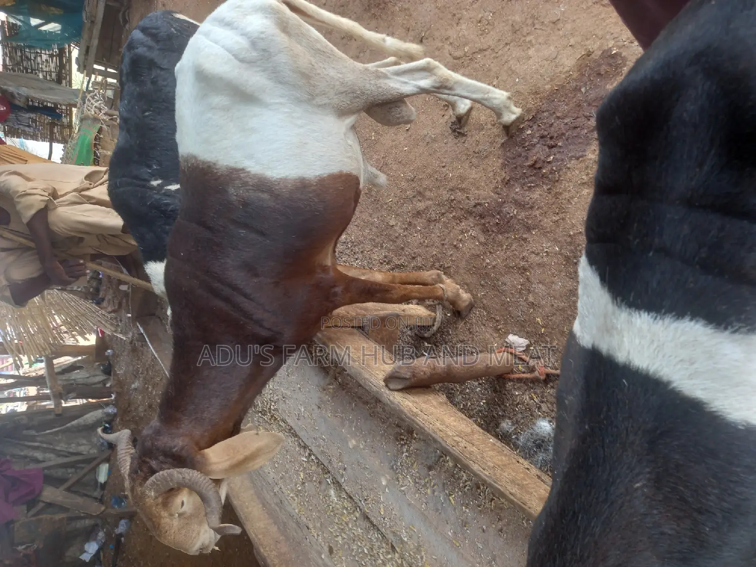 Healthy Giant Rams