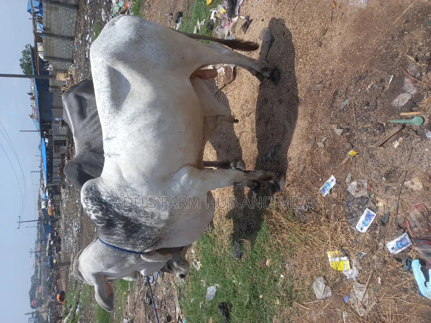 Healthy Big Bololo Cows