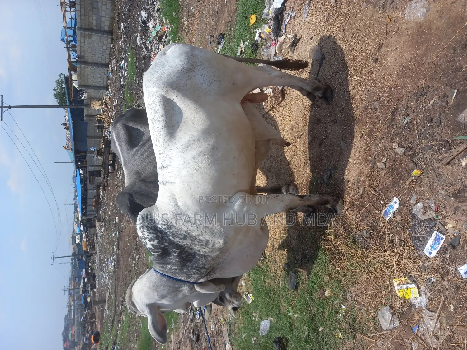 Healthy Big Bololo Cows