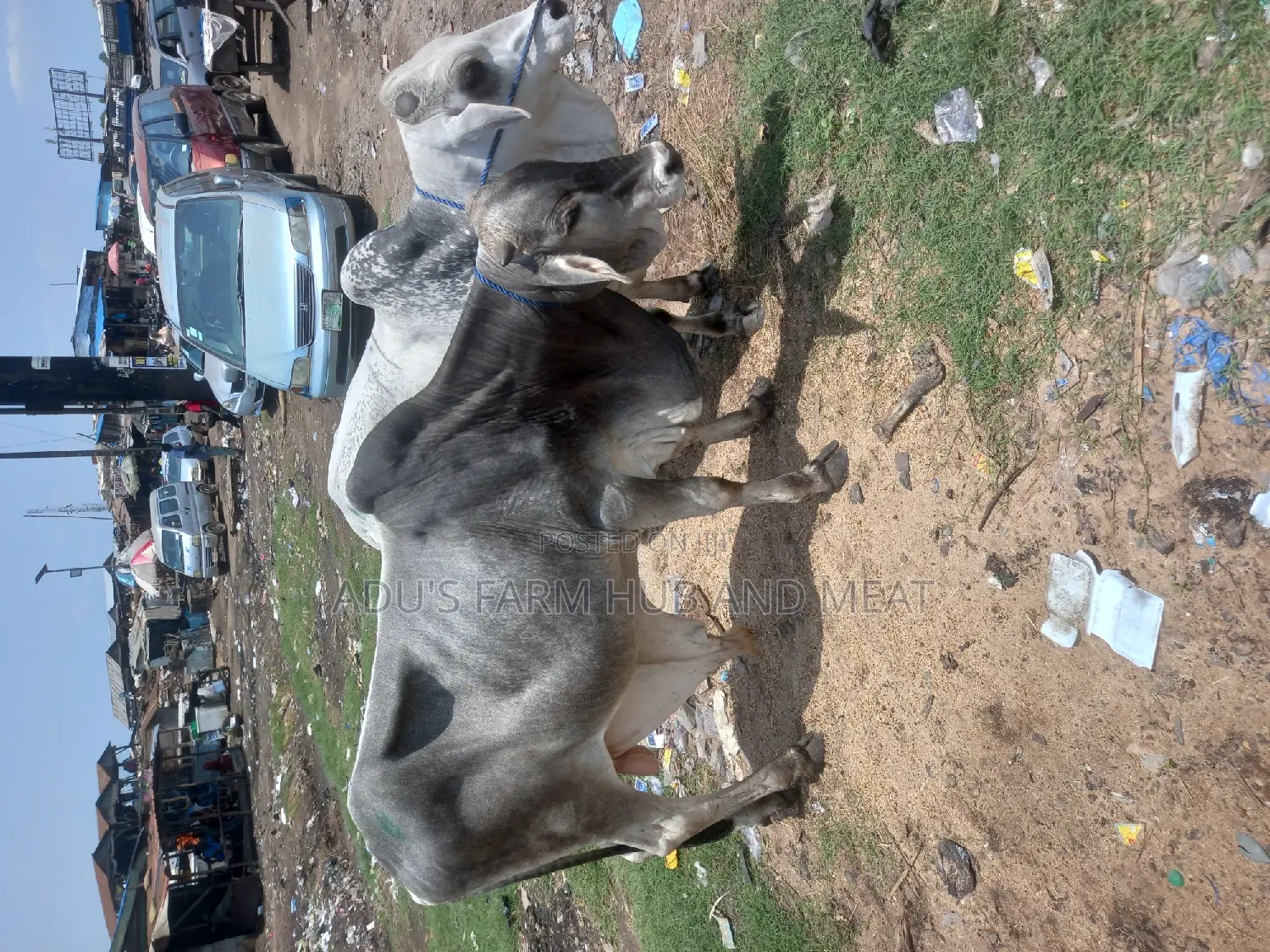 Healthy Big Bololo Cows
