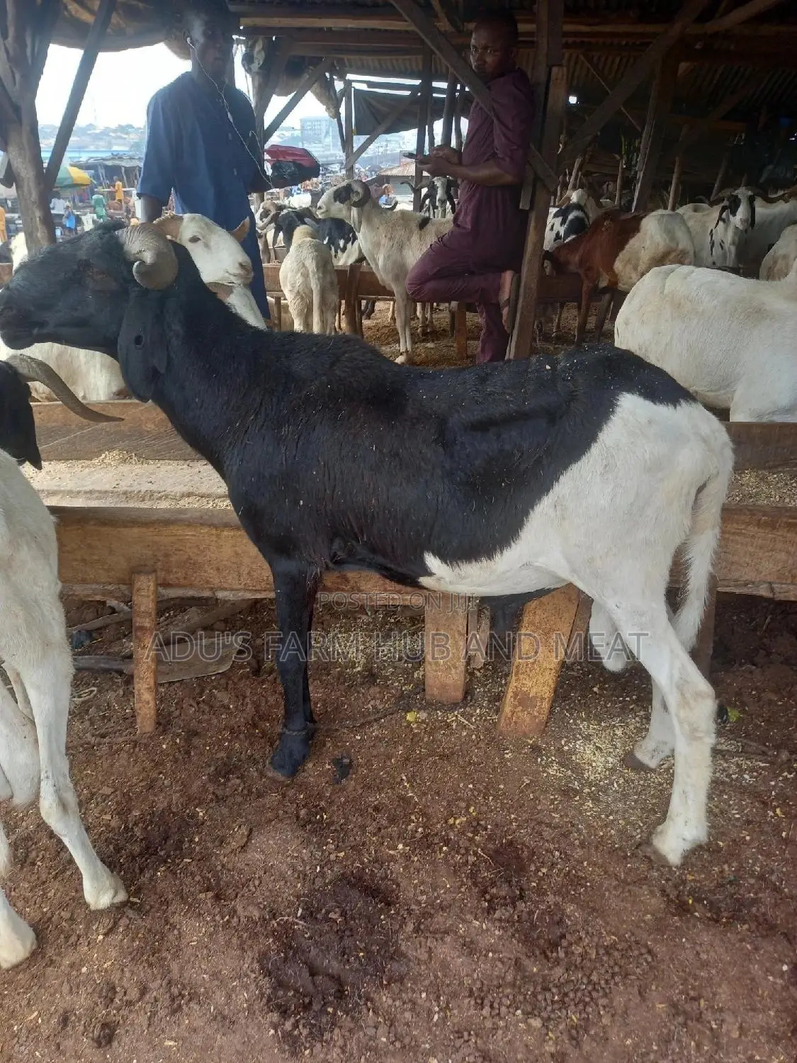 Big Healthy Rams