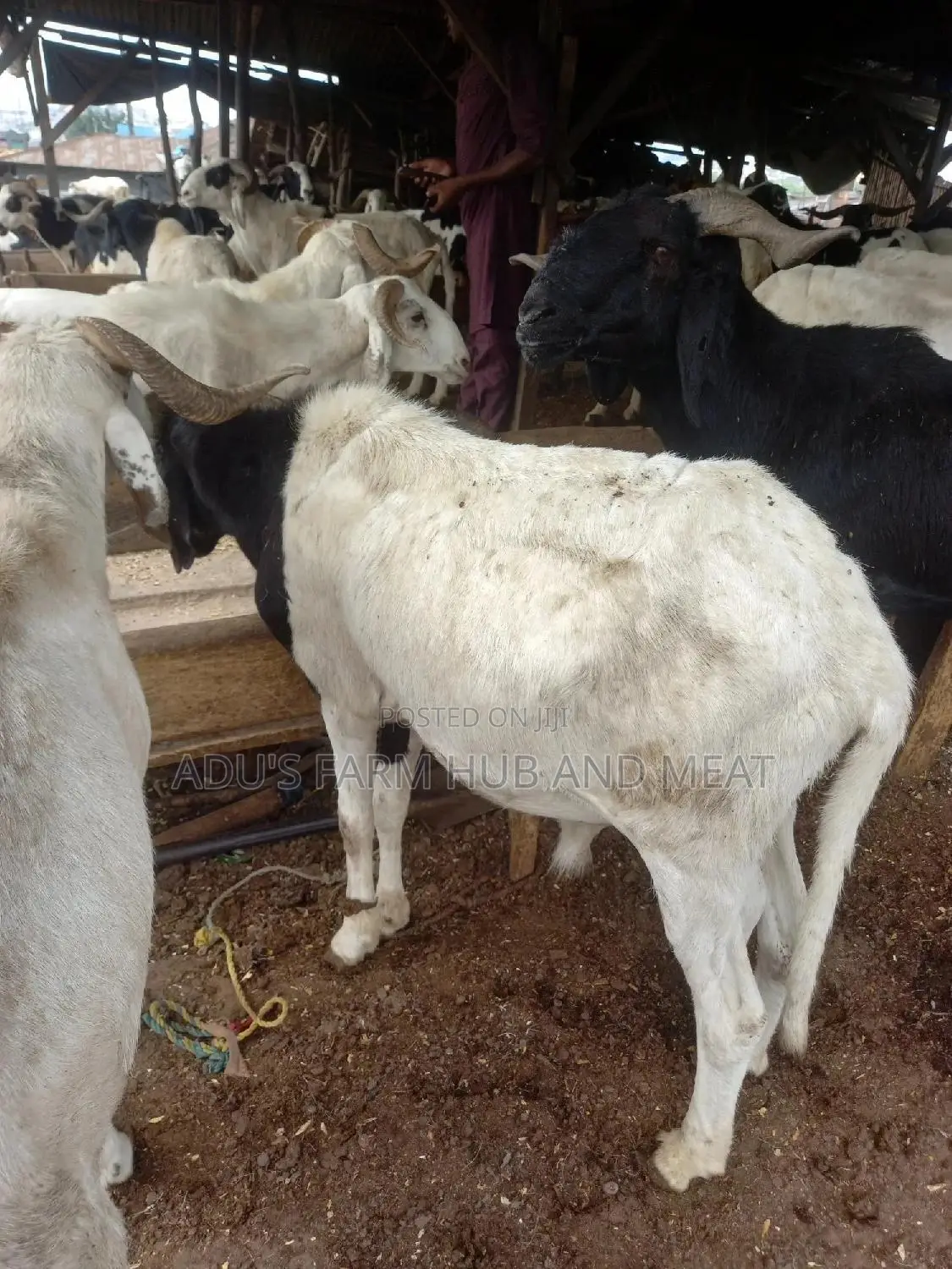 Big Healthy Rams
