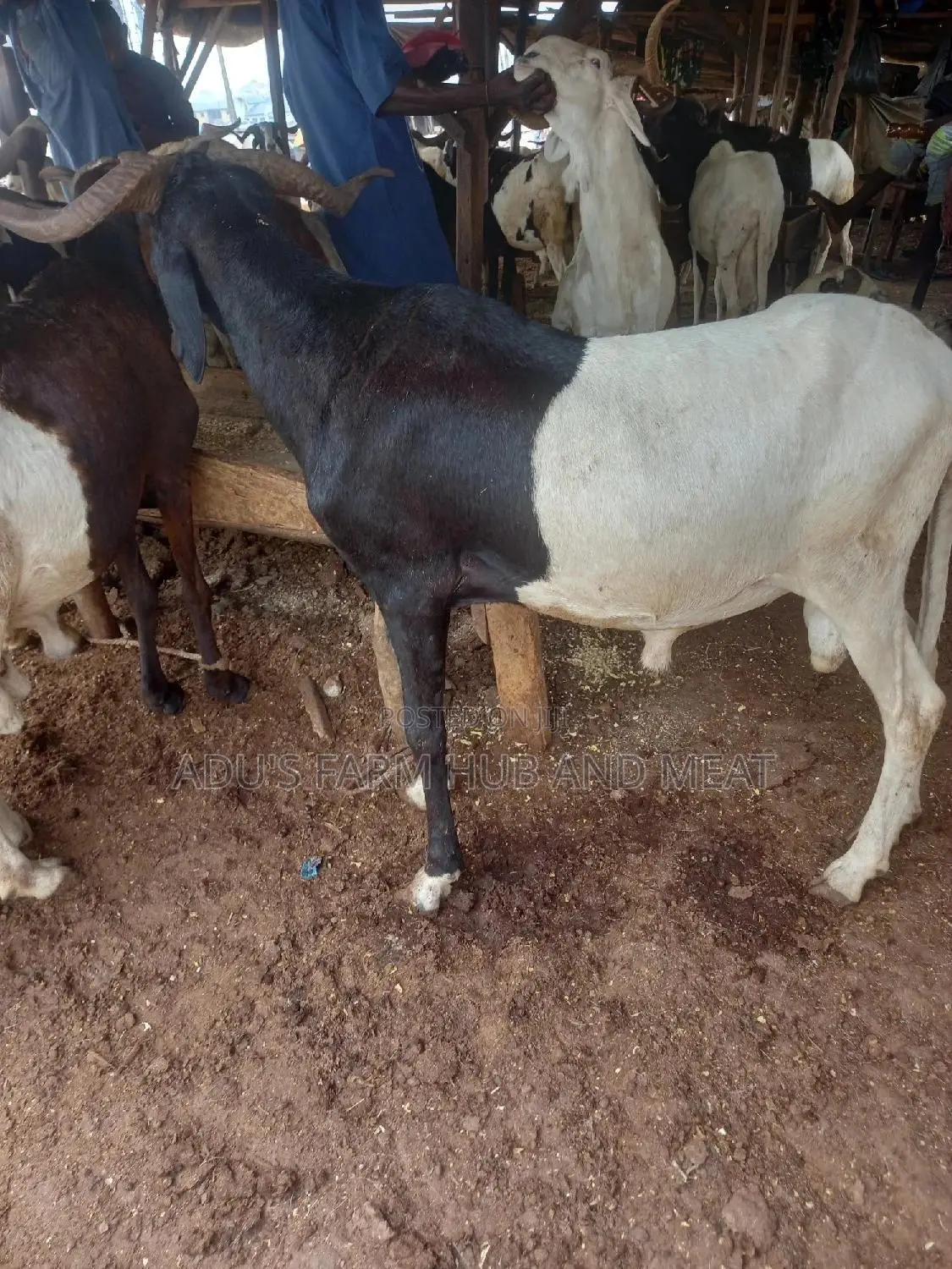 Big Healthy Rams