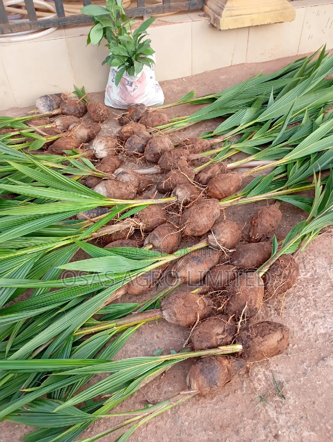 Improved Tenera Oil Palm Seedlings