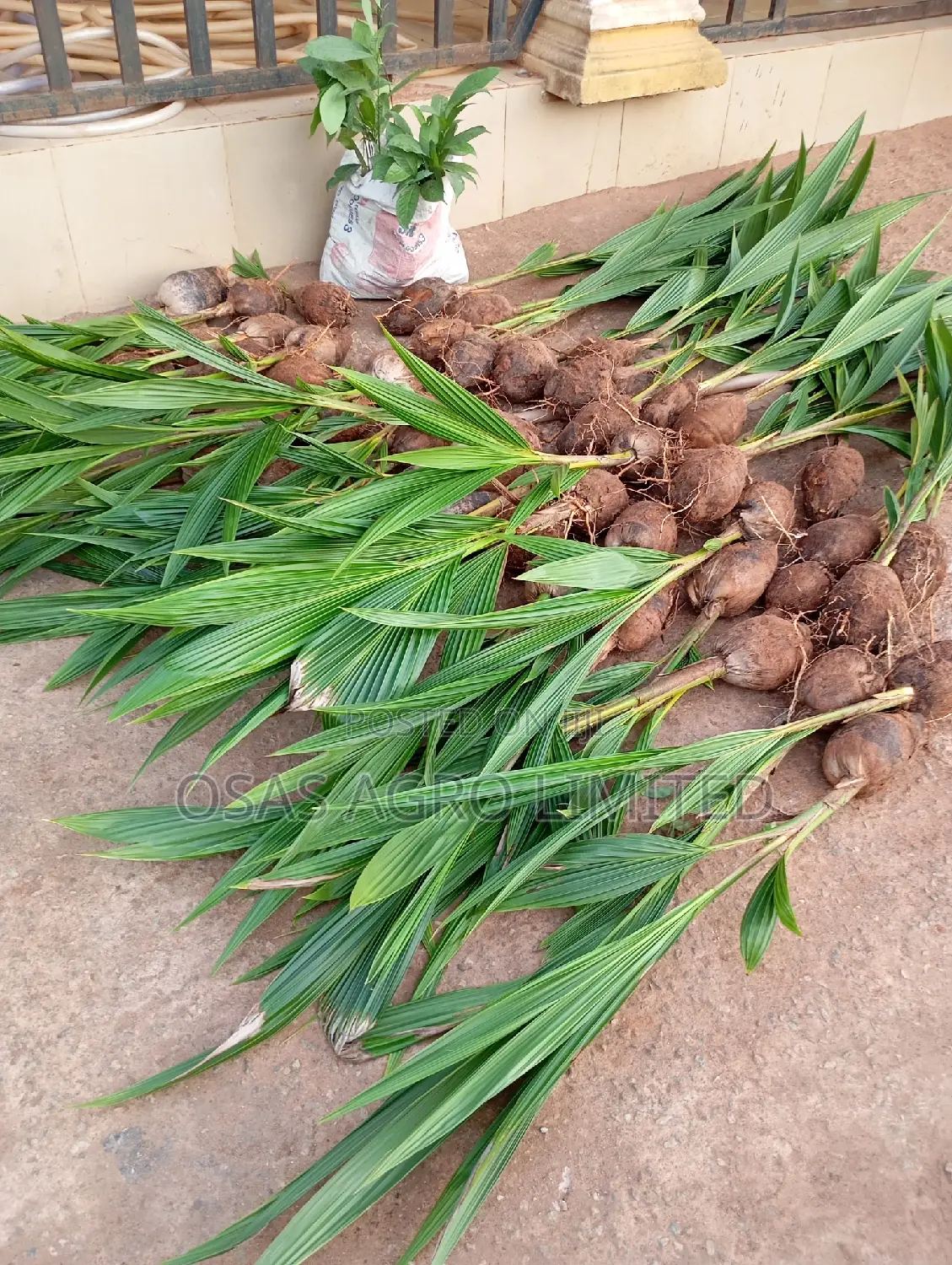 Improved Tenera Oil Palm Seedlings