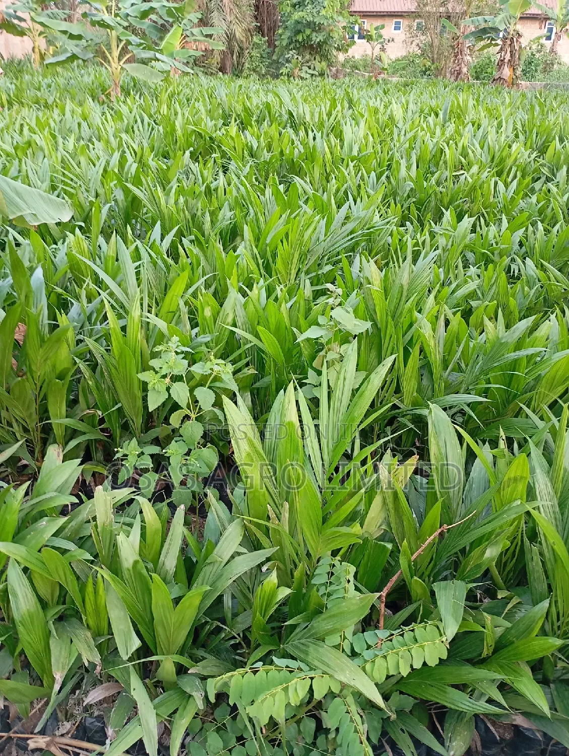 Improved Tenera Oil Palm Seedlings