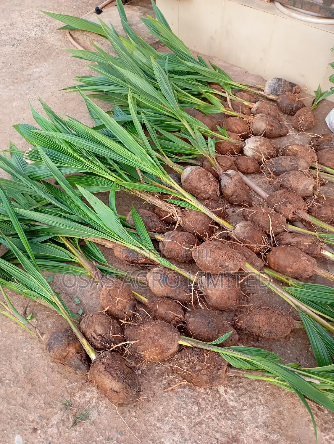 Improved Tenera Oil Palm Seedlings