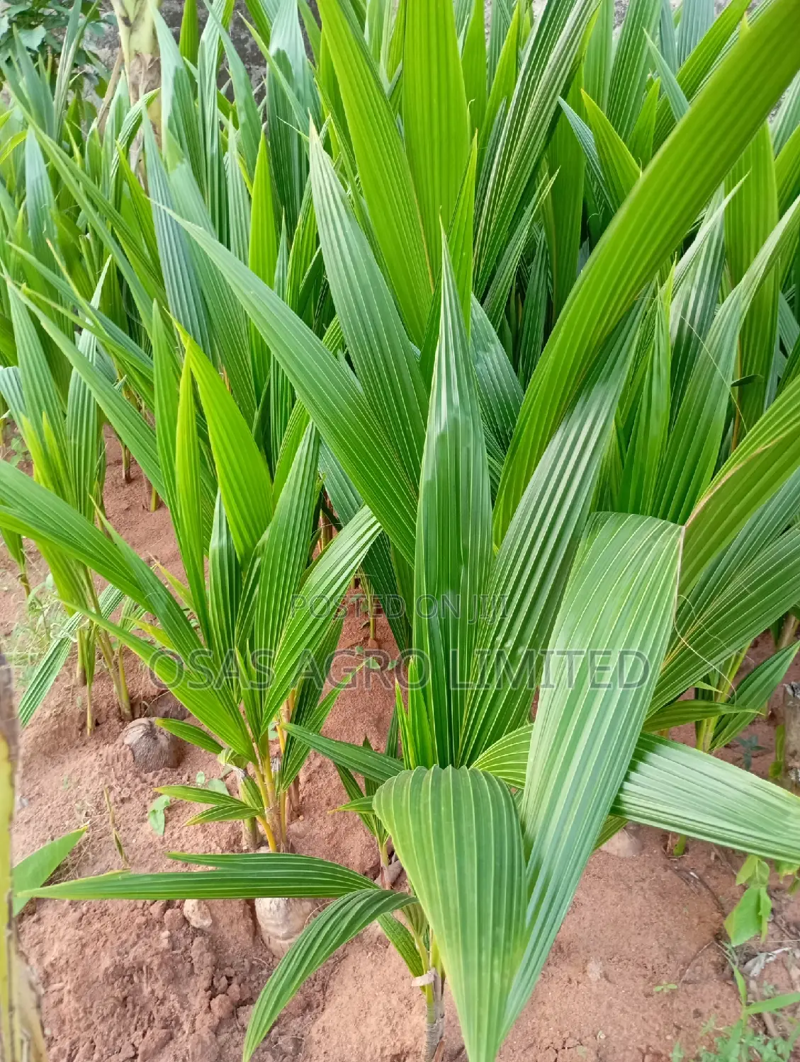 Improved Tenera Oil Palm Seedlings