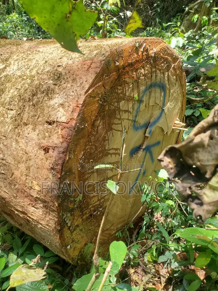 Senya Wood Log for Sell.