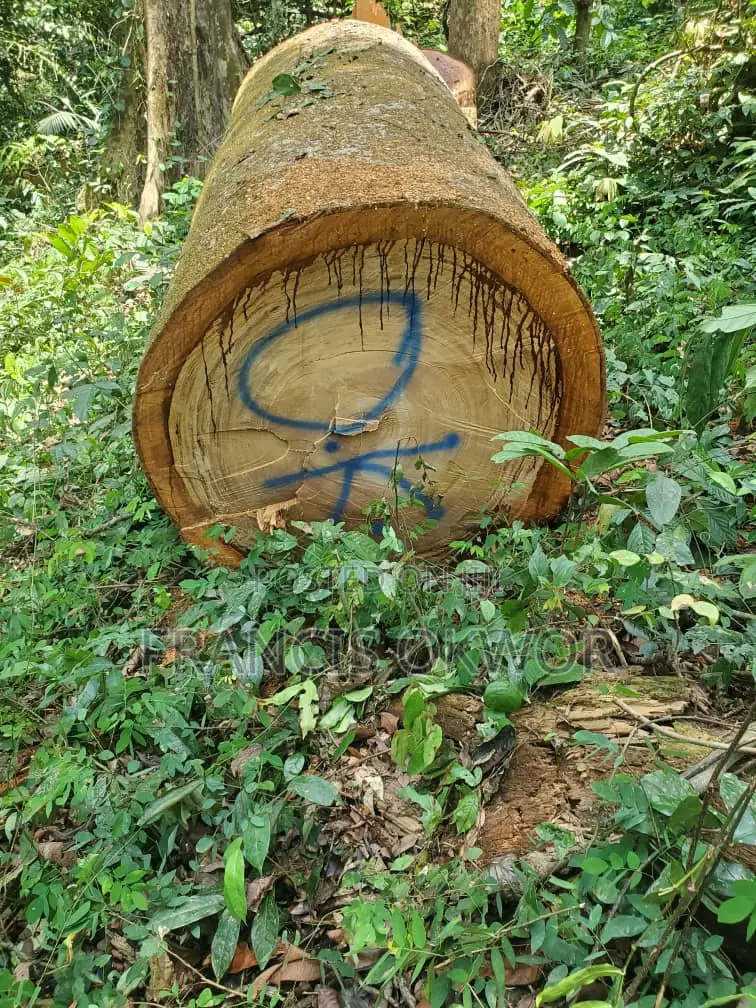 Senya Wood Log for Sell.
