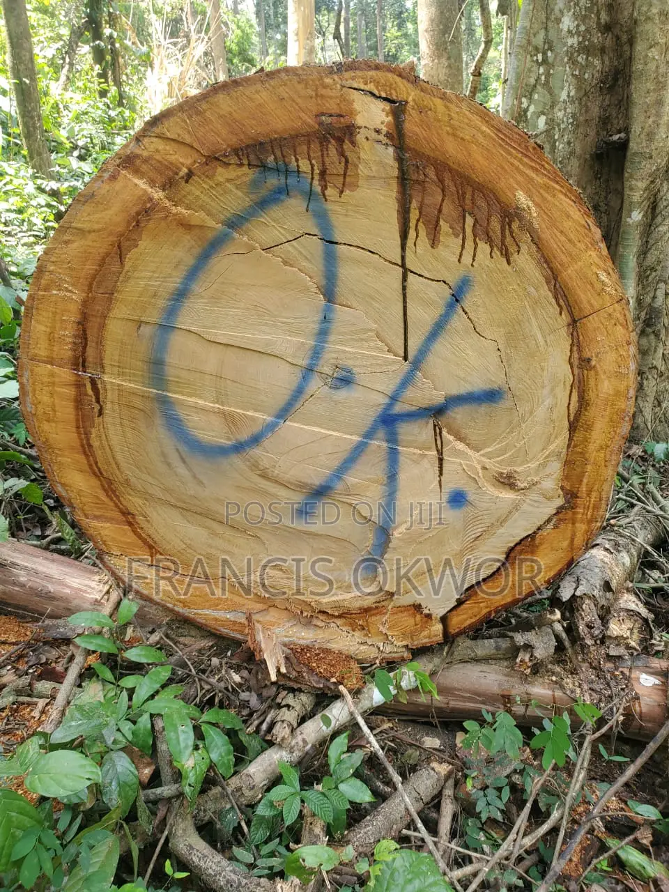 Senya Wood Log for Sell.