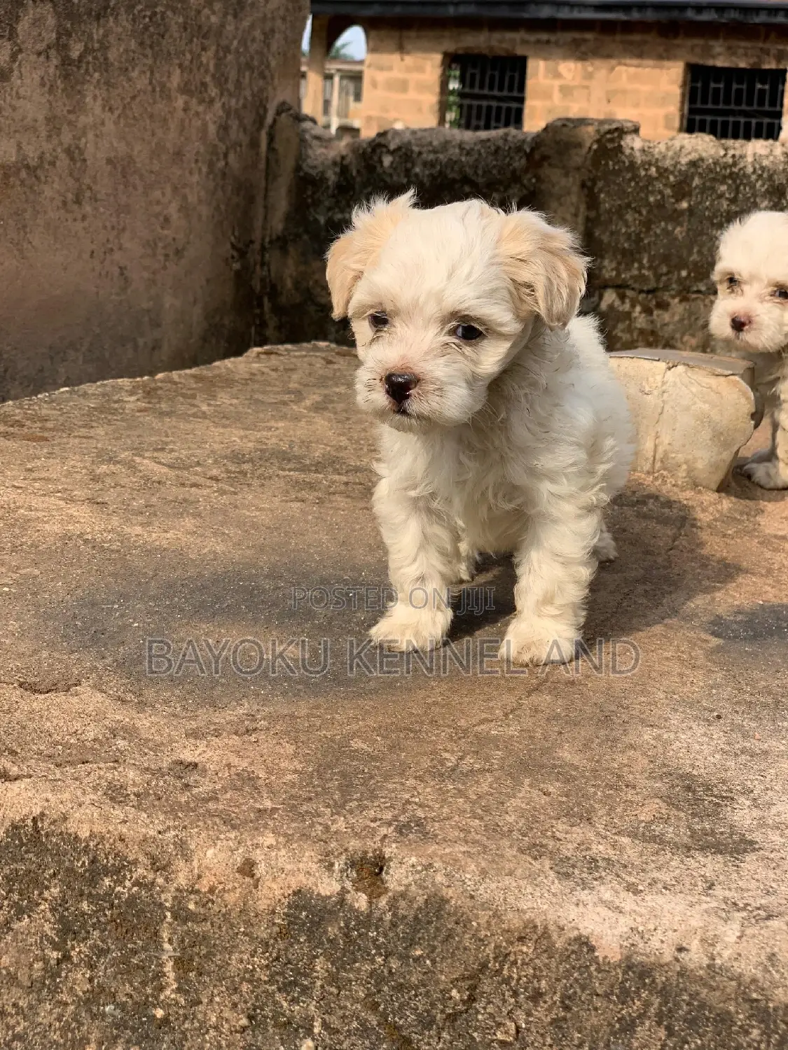 1-3 months Female Purebred Lhasa Apso