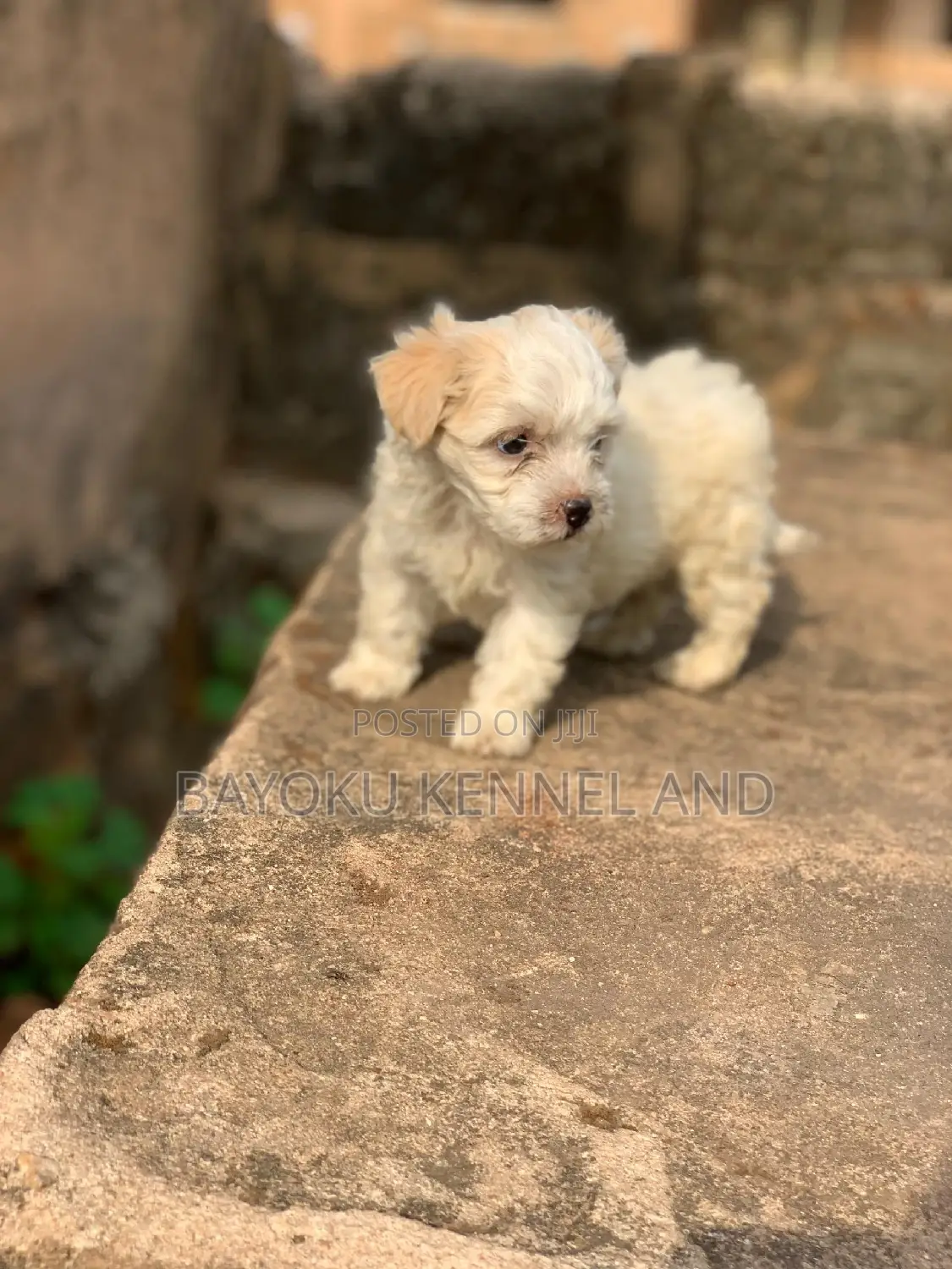 1-3 months Female Purebred Lhasa Apso