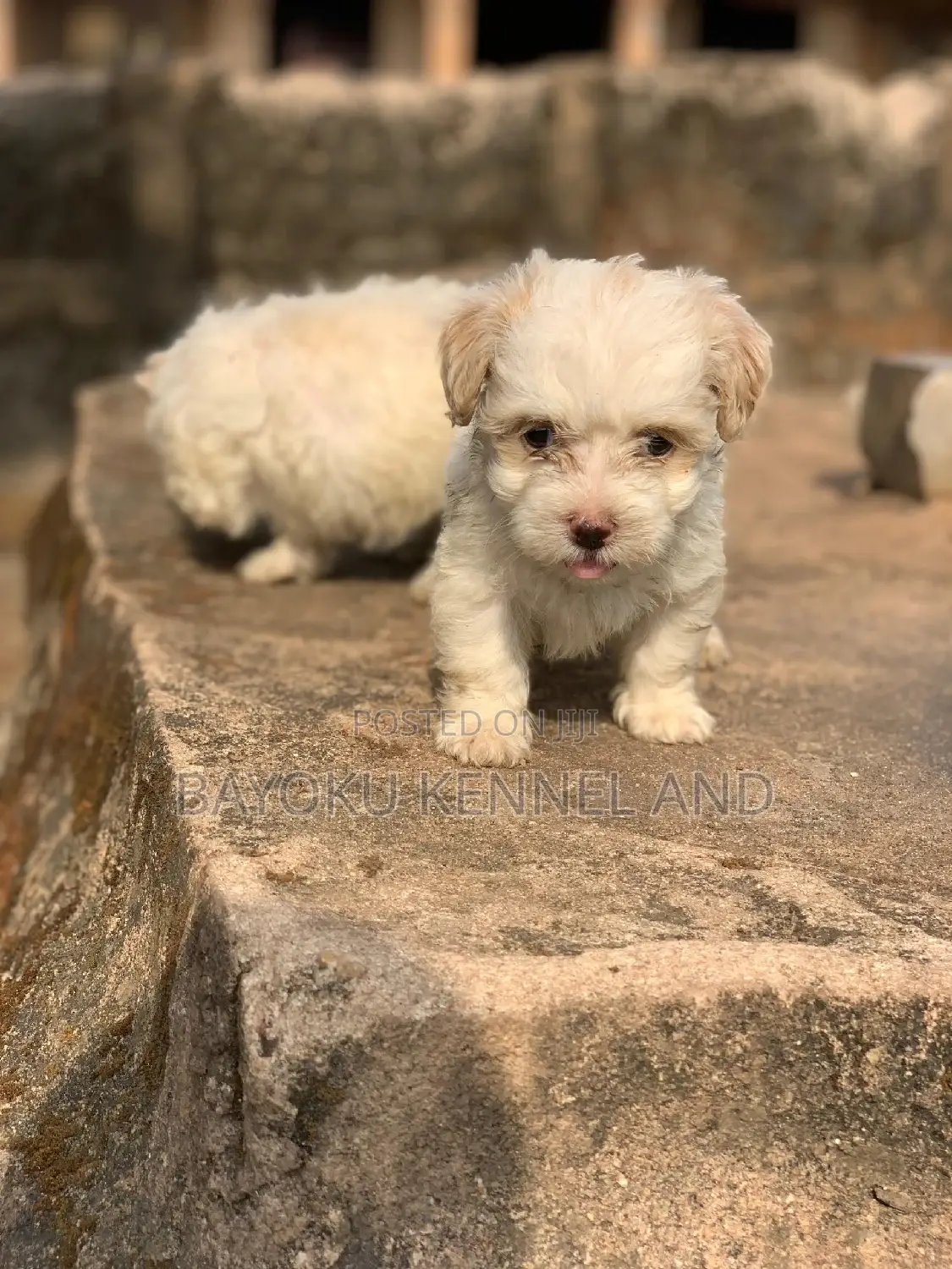 1-3 months Female Purebred Lhasa Apso