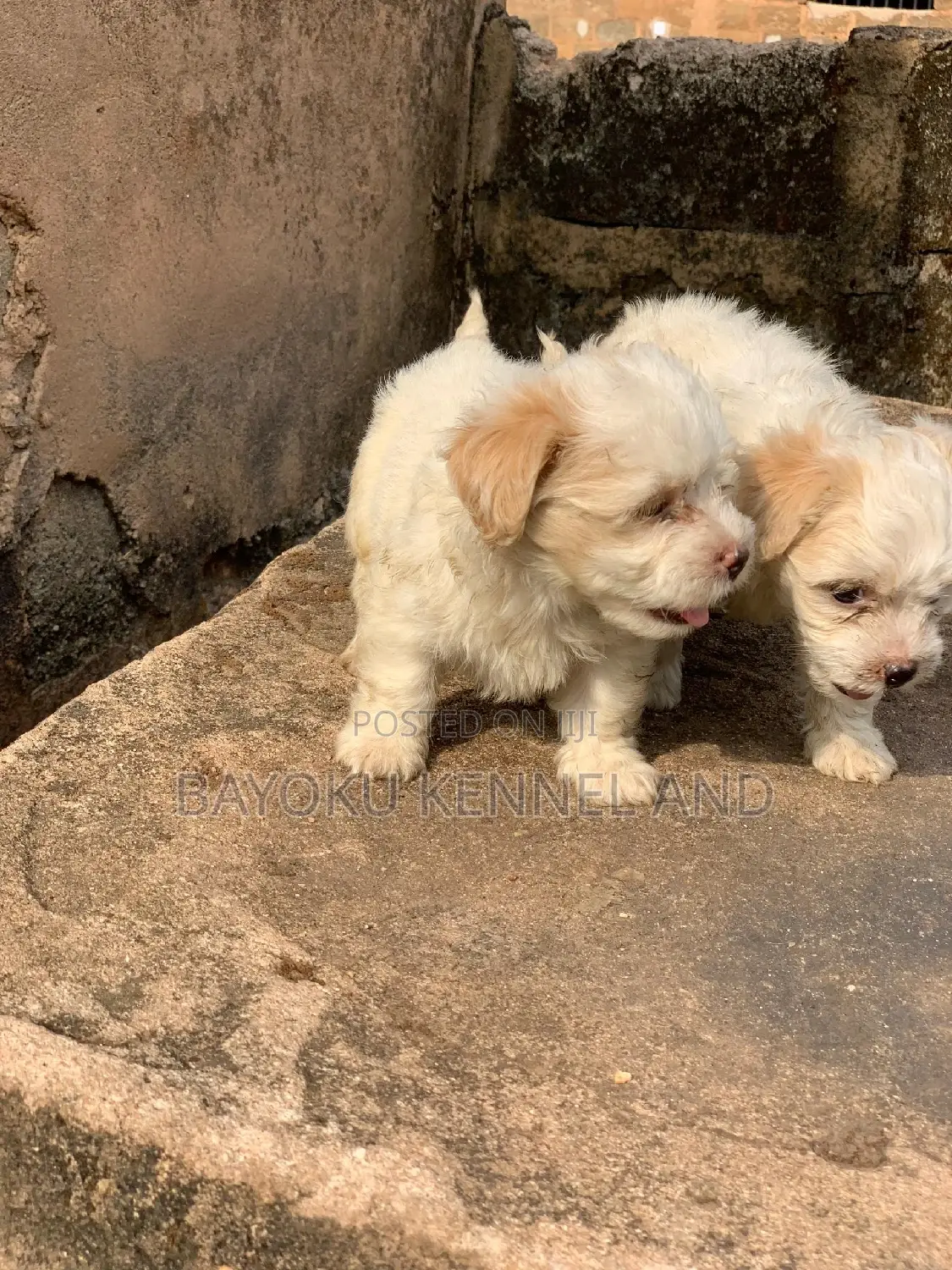 1-3 months Female Purebred Lhasa Apso