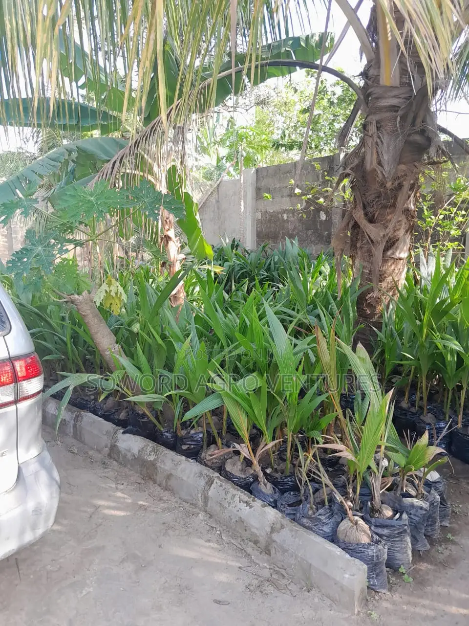 Hybrid Dwarf Coconut Seedlings