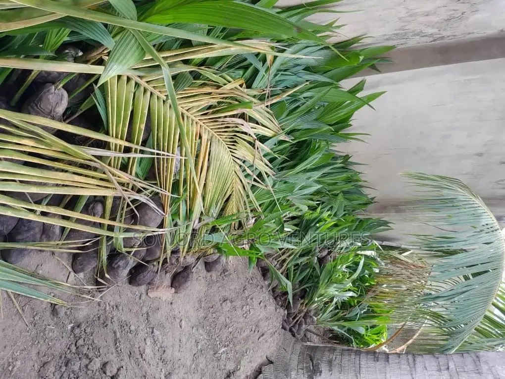 Hybrid Dwarf Coconut Seedlings