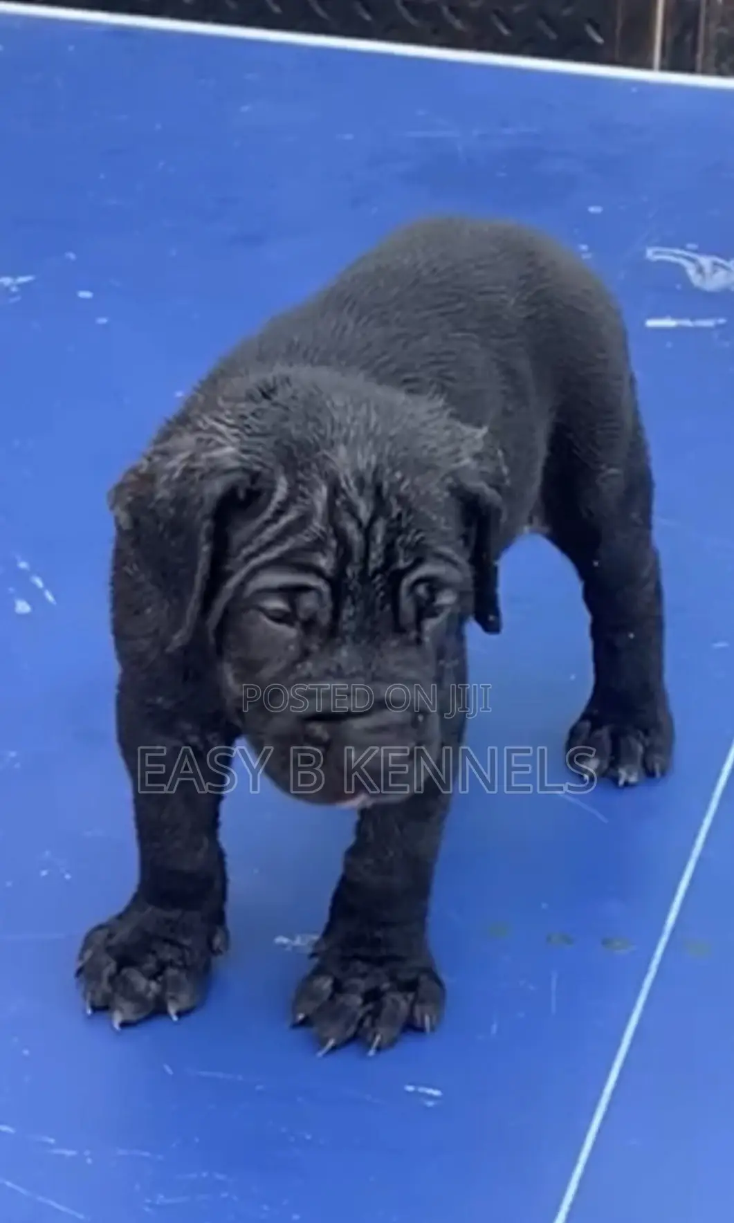 1-3 months Female Purebred Boerboel